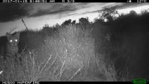 Clear evidence of feral cats
