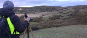 Volunteers surveying wombats