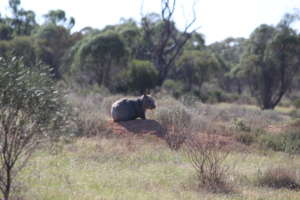Healthy Wombat at Brookfield Conservation Park