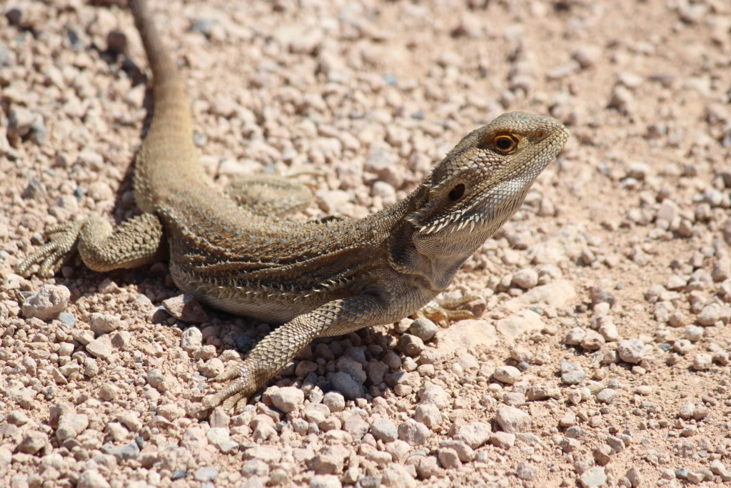 Other wildlife integral to biodiversity & wombats