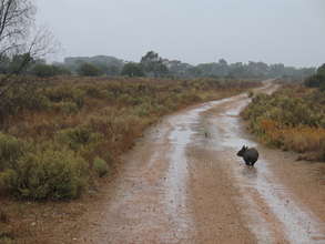 Rain Soaked Wombat at Brookfield