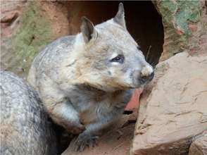 Southern Hairy-nosed Wombat