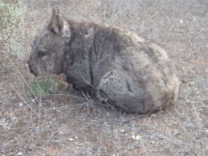 Southern Hairy-nosed Wombat in sparse surroundings