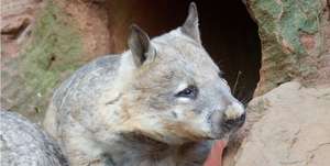 Southern Hairy-nosed Wombat