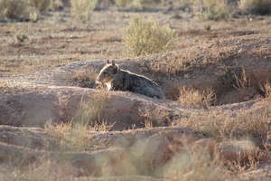 Southern Hairy-nosed Wombat in the Sunshine