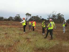 Survey of Wombat Warrens at Brookfield