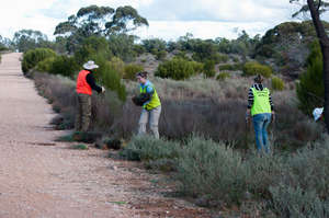 Volunteers Removing Weeds