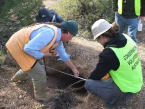 Wombat Warren surveying