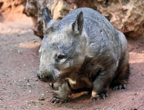 Southern Hairy-nosed Wombat
