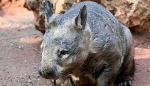 Southern Hairy-nosed Wombat