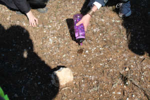 Examining the Lichens and surrounding habitat