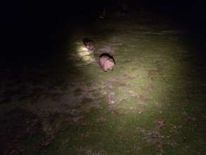 Wombats in the spotlight!