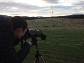 Wombat spotting