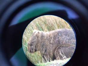 I spy a wombat!