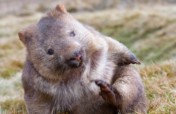 Wombat Appeal