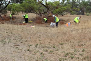Volunteers 'managing' noxious weeds!