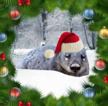 Happy Christmas and thank you from all the Wombats