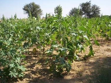 Food Security From Sustainable Agriculture, India