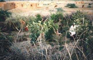 Food Security From Sustainable Agriculture, India