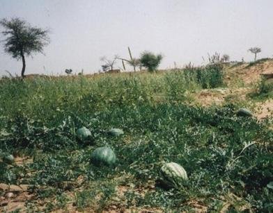 Food Security From Sustainable Agriculture, India