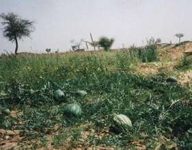 Watermelon Growing