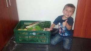basket with Fruit & Vegetables