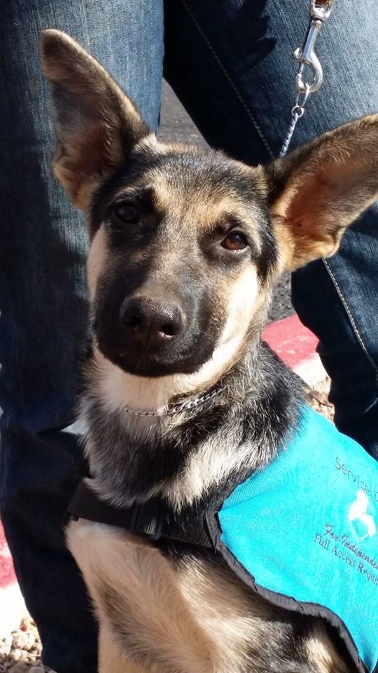 Seizure-Response Dog for Tiffany