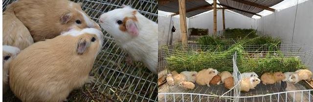 QUALITY ASSURED CHIRPUED GUINEA PIGS