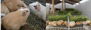 Guinea Pigs!