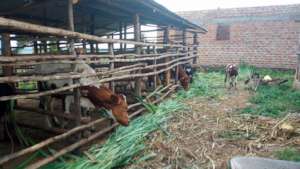 Cows on the Suubi farm