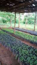 Suubi nursery