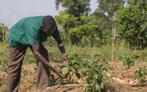 Kato tending the green pepper nursery.
