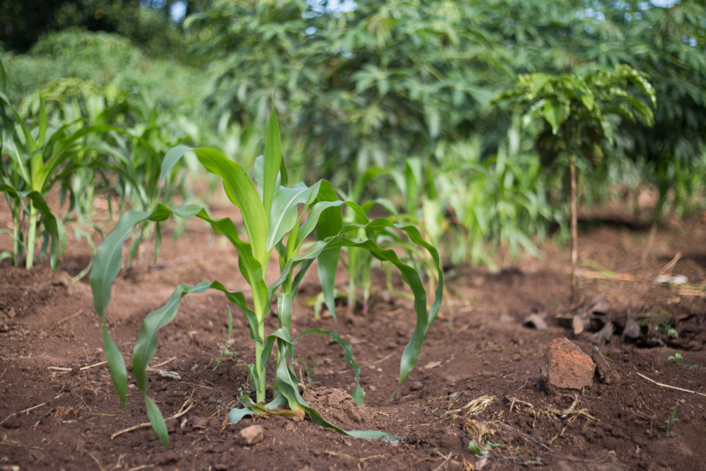 Reports from The Shanti Uganda Society GlobalGiving