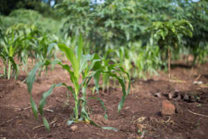 Maize (corn)  growing in the garden
