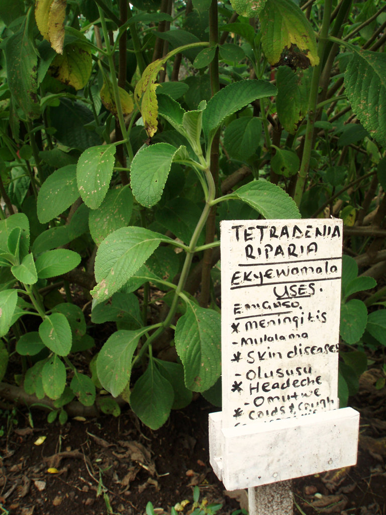 Community Garden