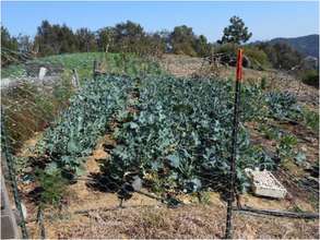 Results in vegetable gardens