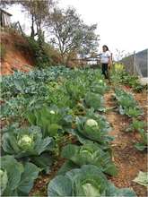 Results in vegetable gardens 2