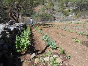 The startings of a vegetable garden in Potrerillos