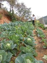 Delicious organic produce