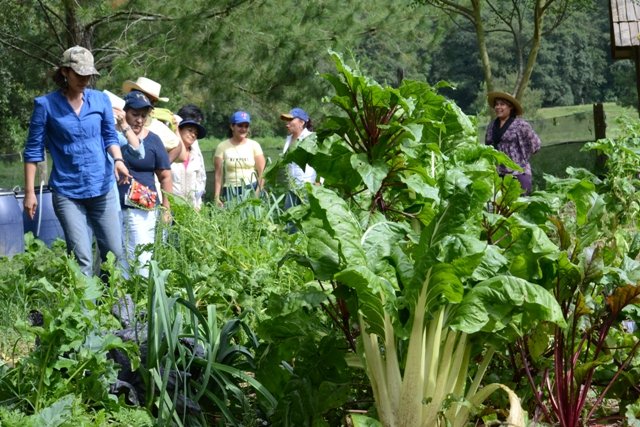 Vegetable gardens in the Sierra Gorda