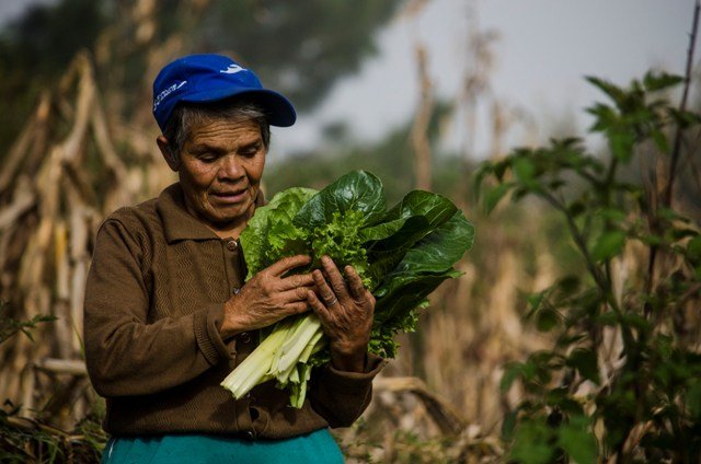 Vegetable gardens in the Sierra Gorda
