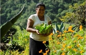 Vegetable gardens in the Sierra Gorda