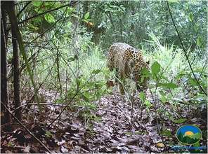 Jaguar spotted in Sierra Gorda