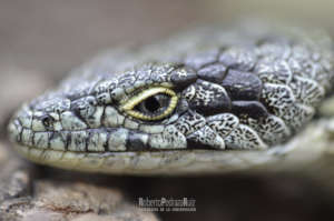 The Little Dragon of the Sierra Madre