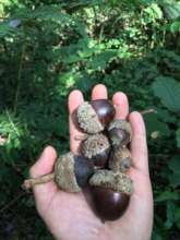 Acorns (Quercus germana) from the cloud forest