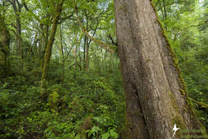 Ancient Forest