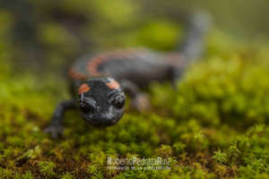 Bell's False Brook Salamander