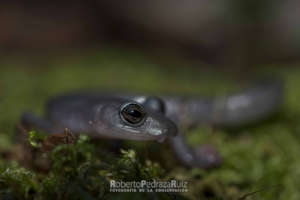 Big-Footed Salamander