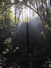 Sweet-gums at sunrise