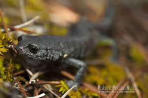 Chunky False Brook Salamander